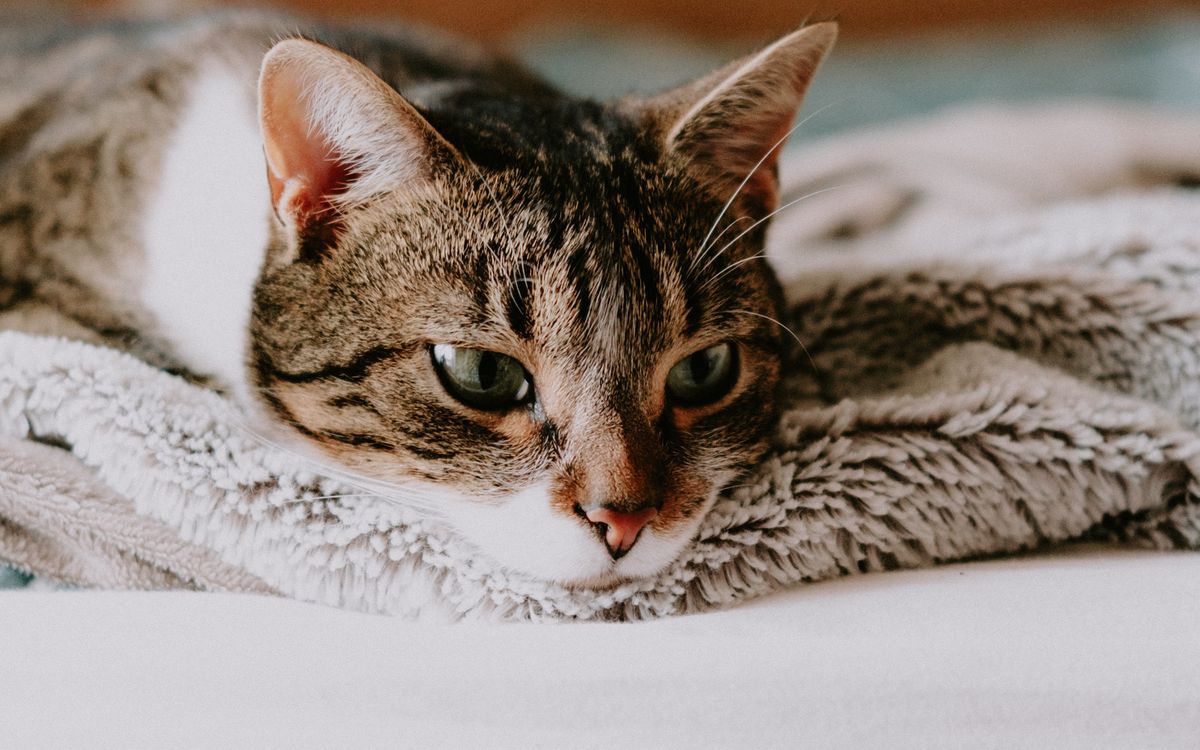 A tabby cat resting on a soft blanket