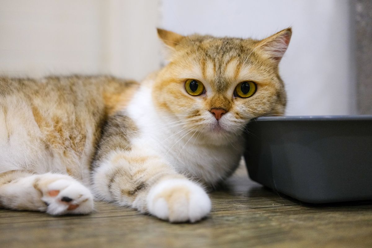 A cat lying on the floor beside a low-sided litter tray