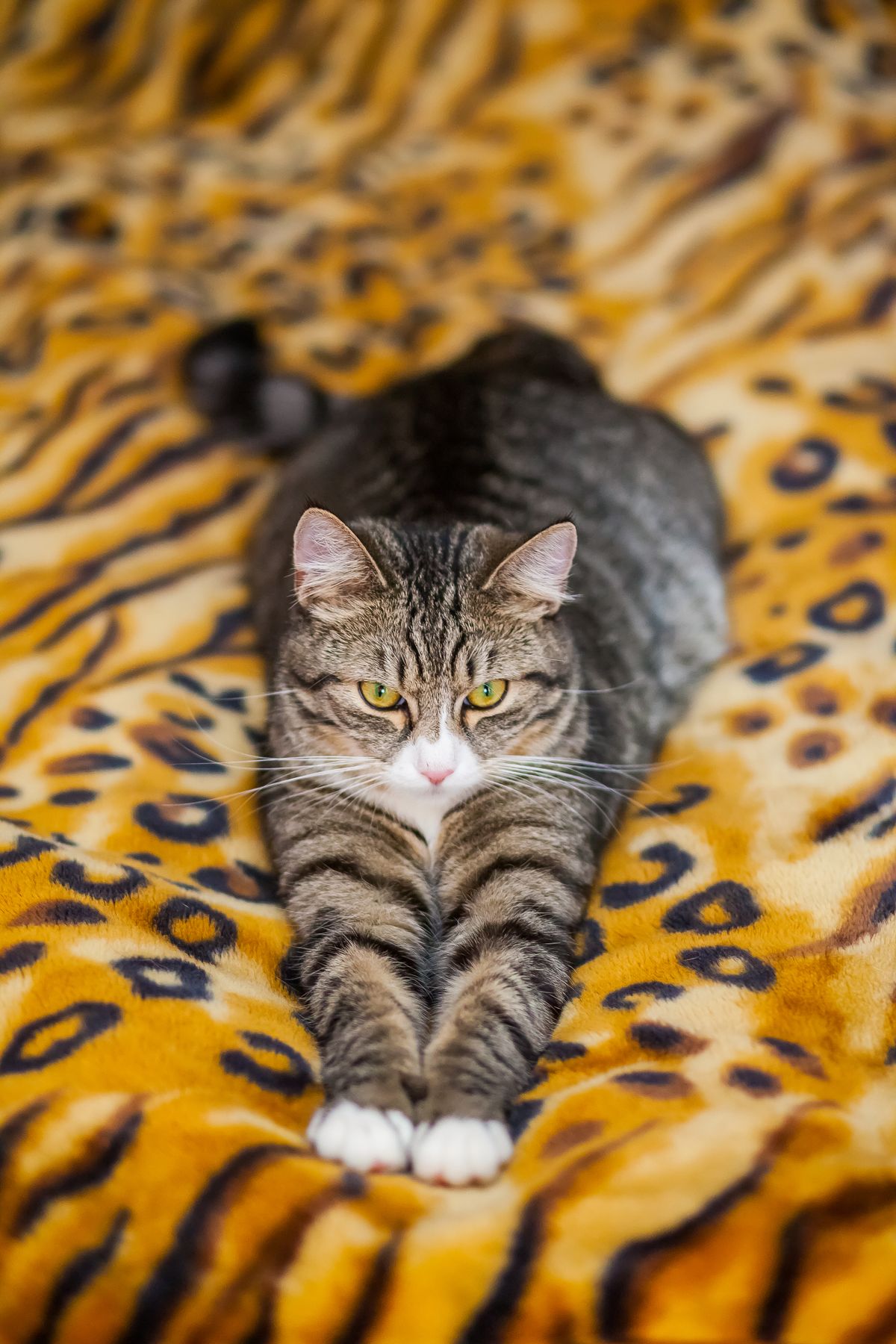 A tabby cat stretched out on a blanket with its legs extended