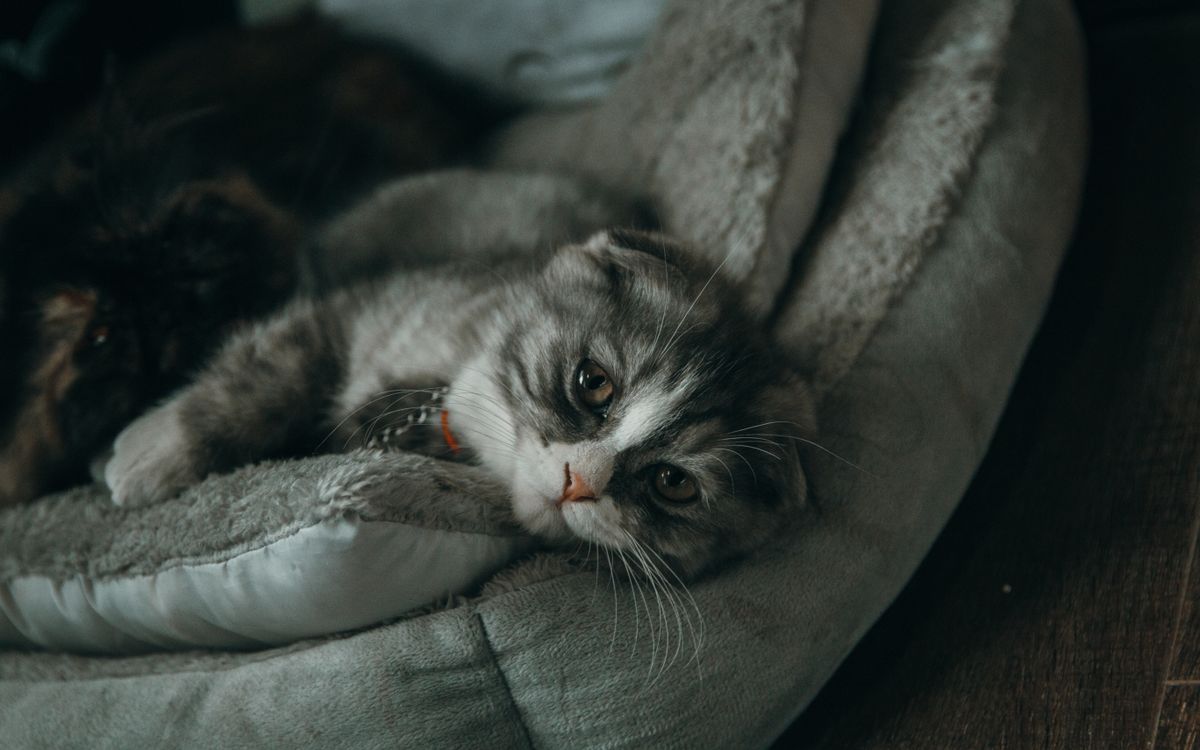 A calm cat resting on a pillow indoors