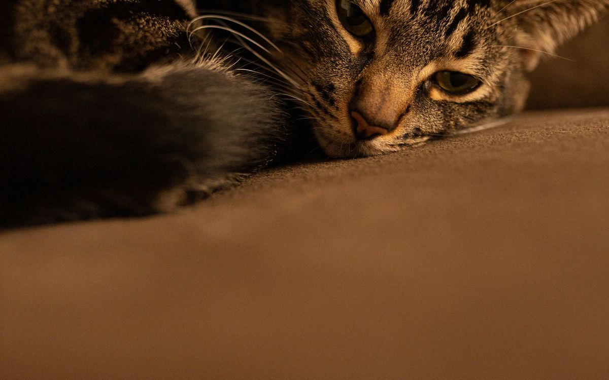 A tabby cat resting quietly on a sofa