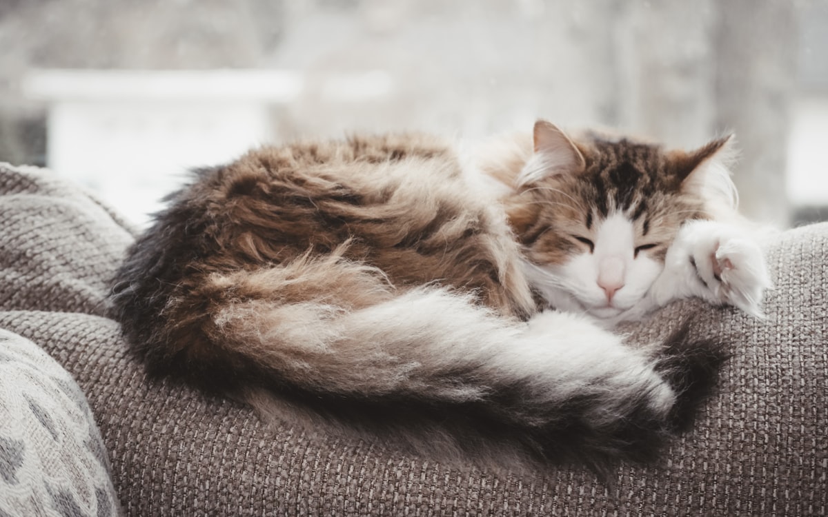 A calm tabby cat resting quietly indoors