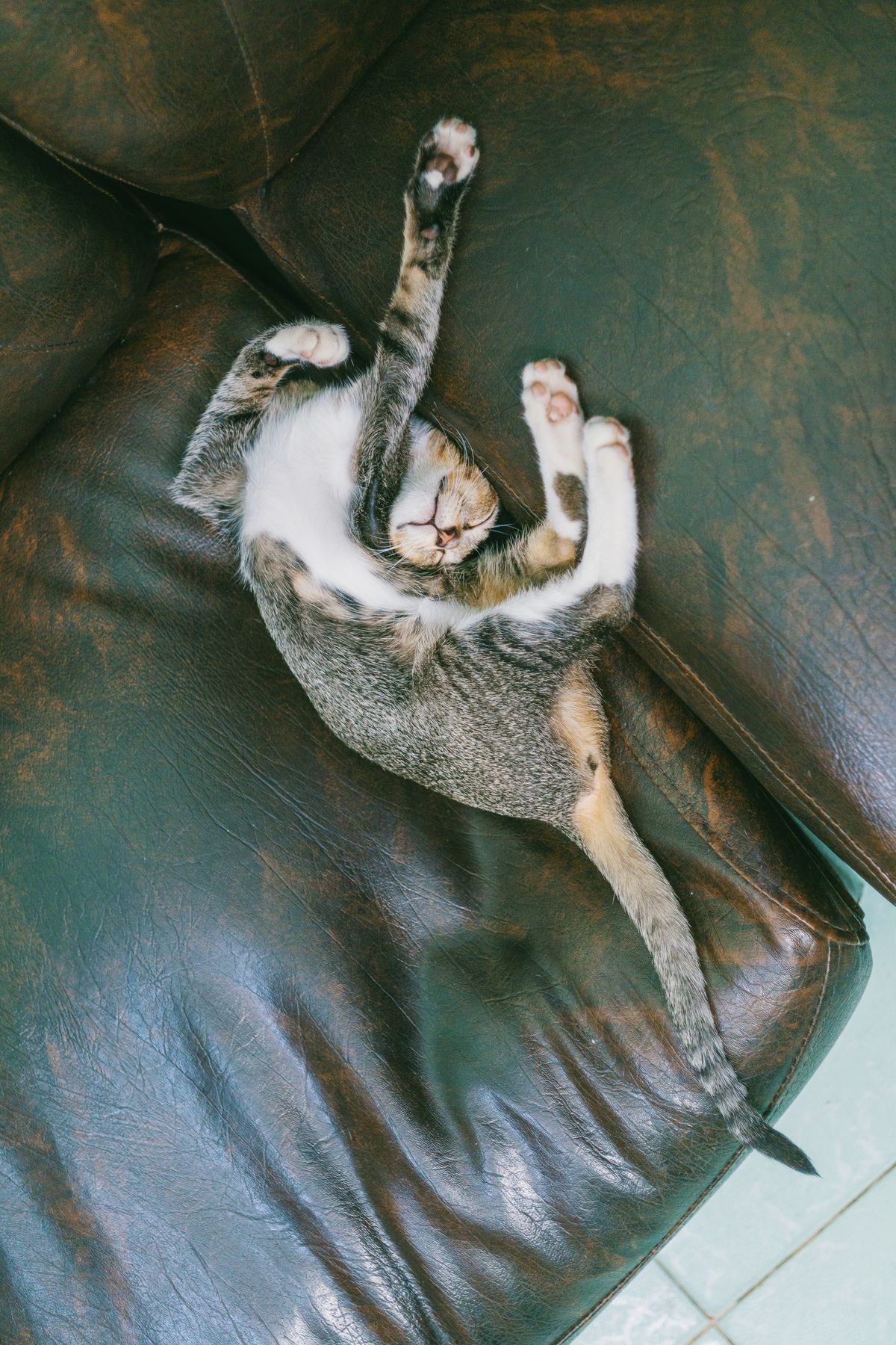 A calm tabby cat resting quietly on a sofa