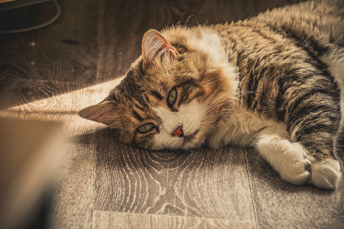 An older tabby cat resting quietly indoors