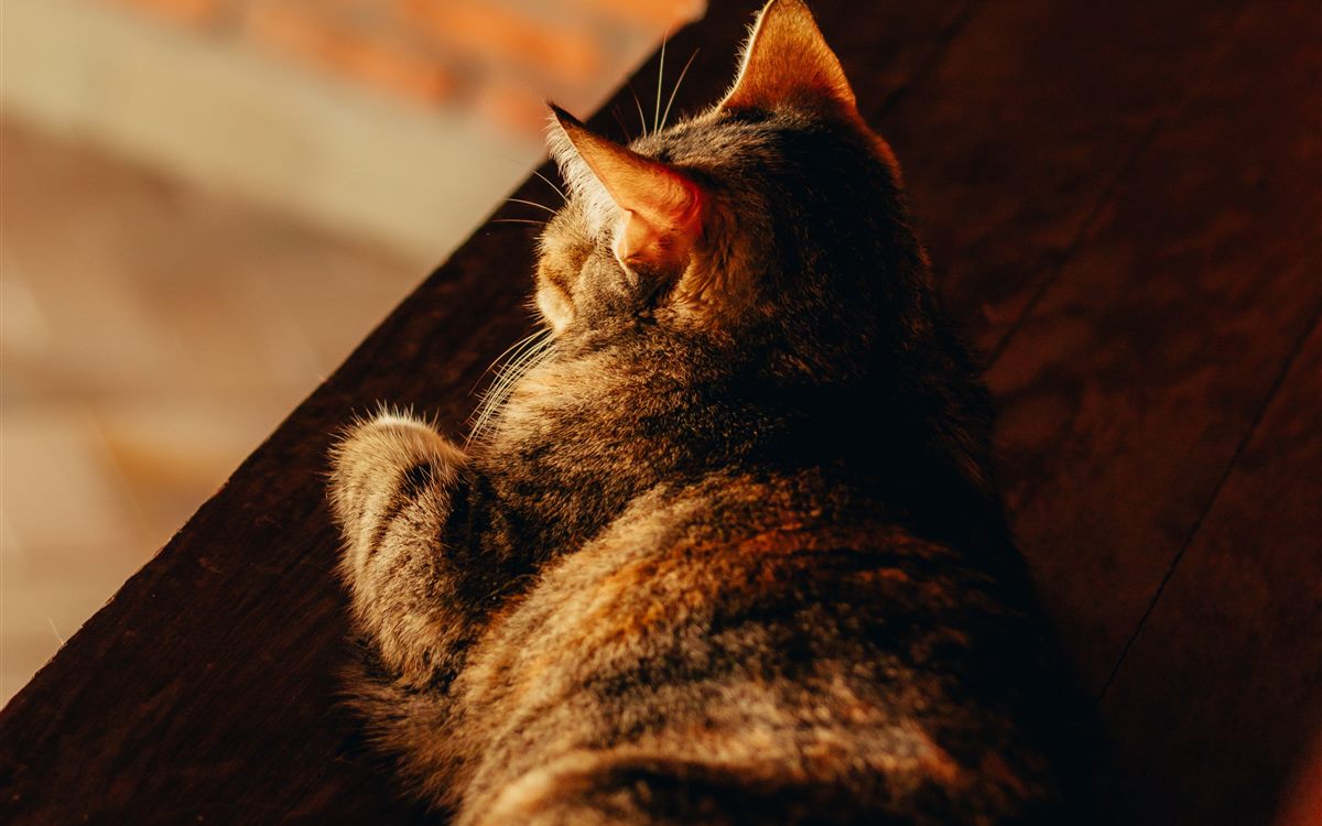 An older cat resting indoors in warm afternoon light