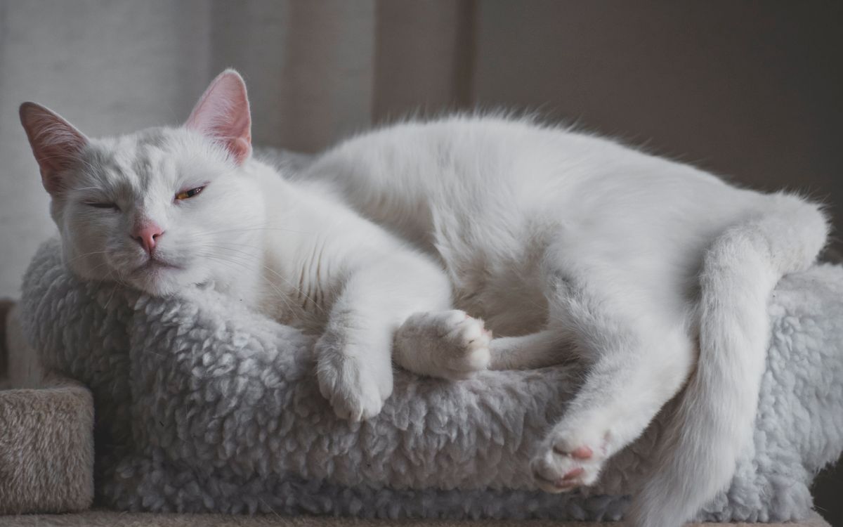 A calm cat resting quietly indoors