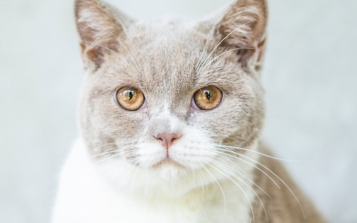 A calm older cat resting indoors