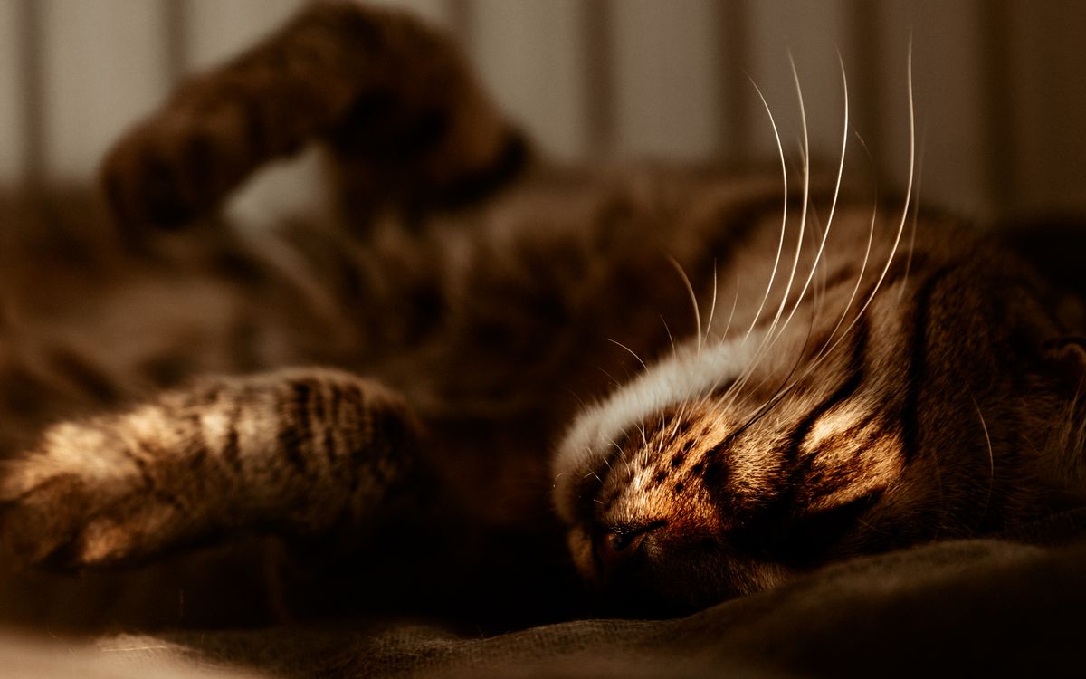 A calm older tabby cat resting indoors