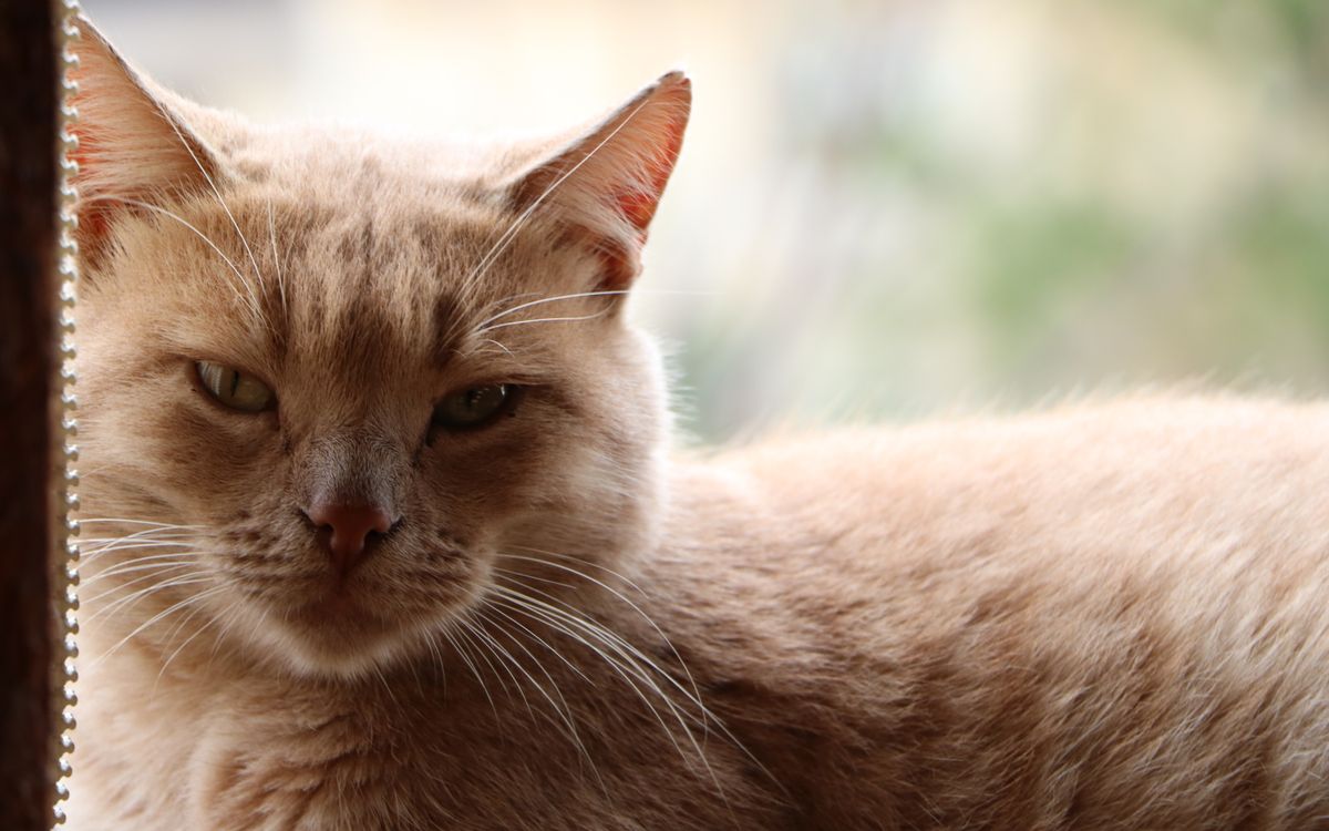 A serene older cat resting by a window