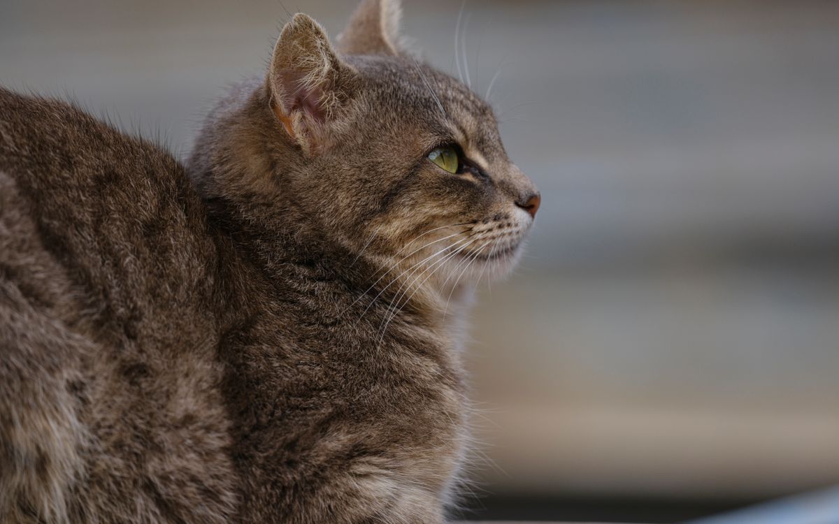 A tabby cat in side profile, showing her body outline