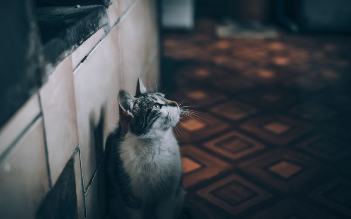 A calm cat sitting on the floor indoors