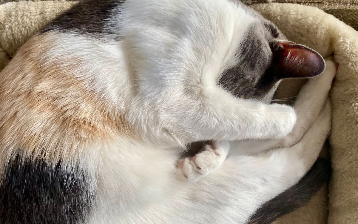 A cat sleeping peacefully in a cozy bed