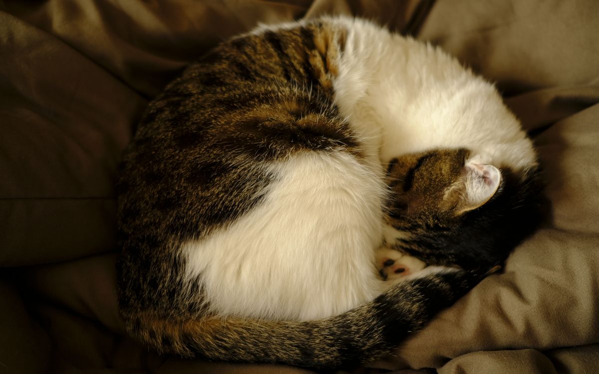 A cat sleeping peacefully indoors