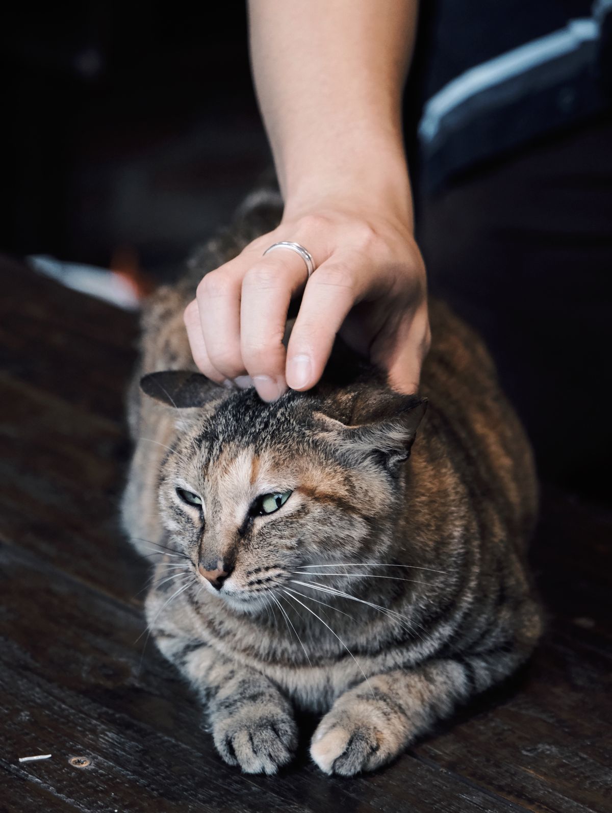 A person's hand gently petting a tabby cat's head