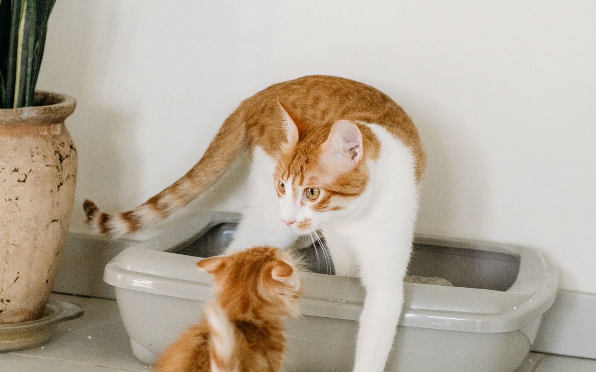 A cat beside a litter box in a home