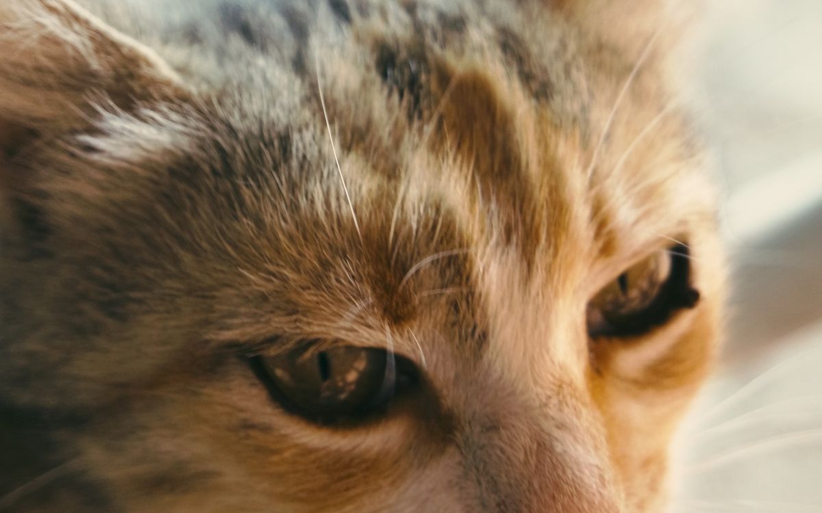 A thoughtful older cat