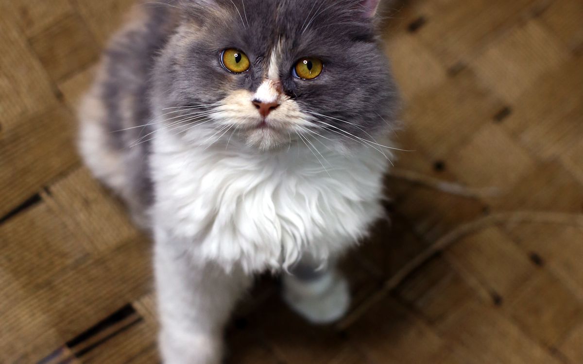 A cat sitting with its paws tucked under its body