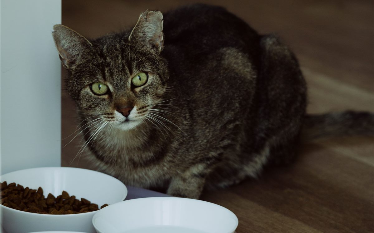 A cat sitting beside an empty food bowl on a kitchen floor