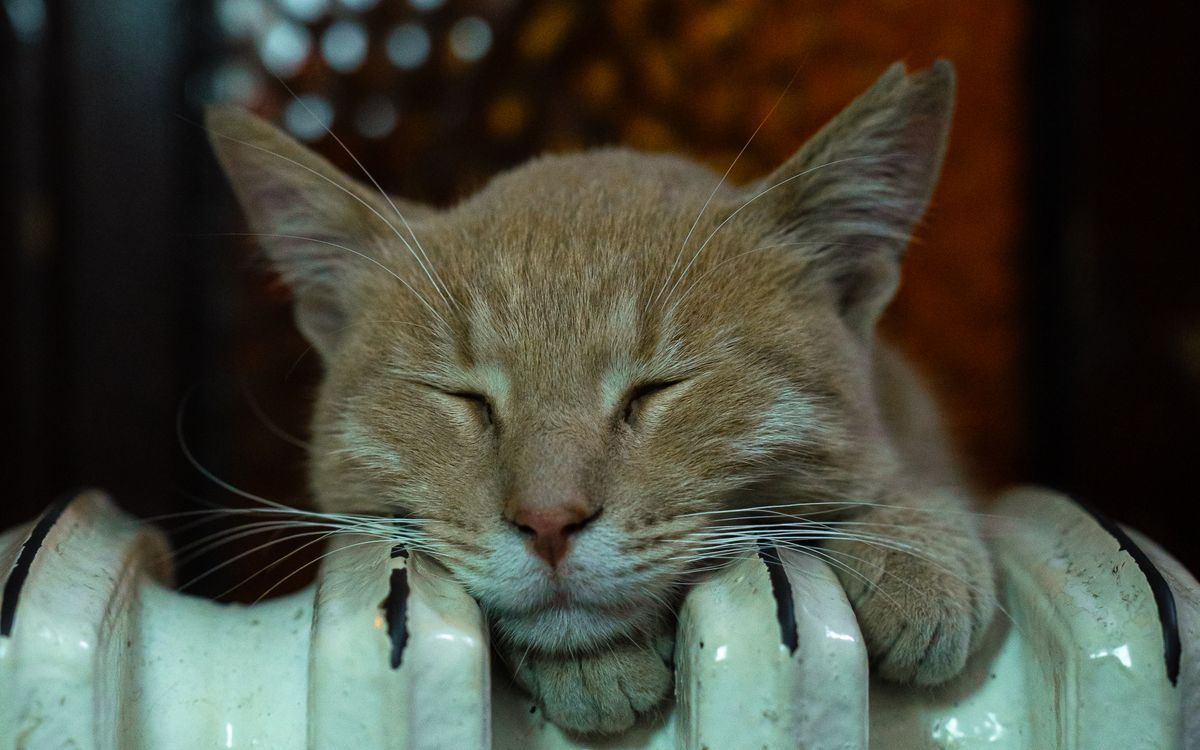 A cat resting in a warm spot indoors