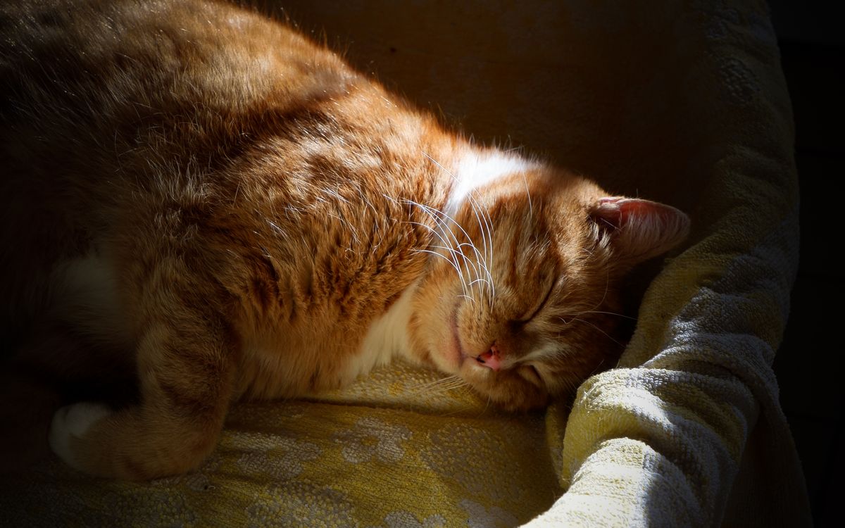 A ginger cat curled up warm in a sunbeam on a soft blanket