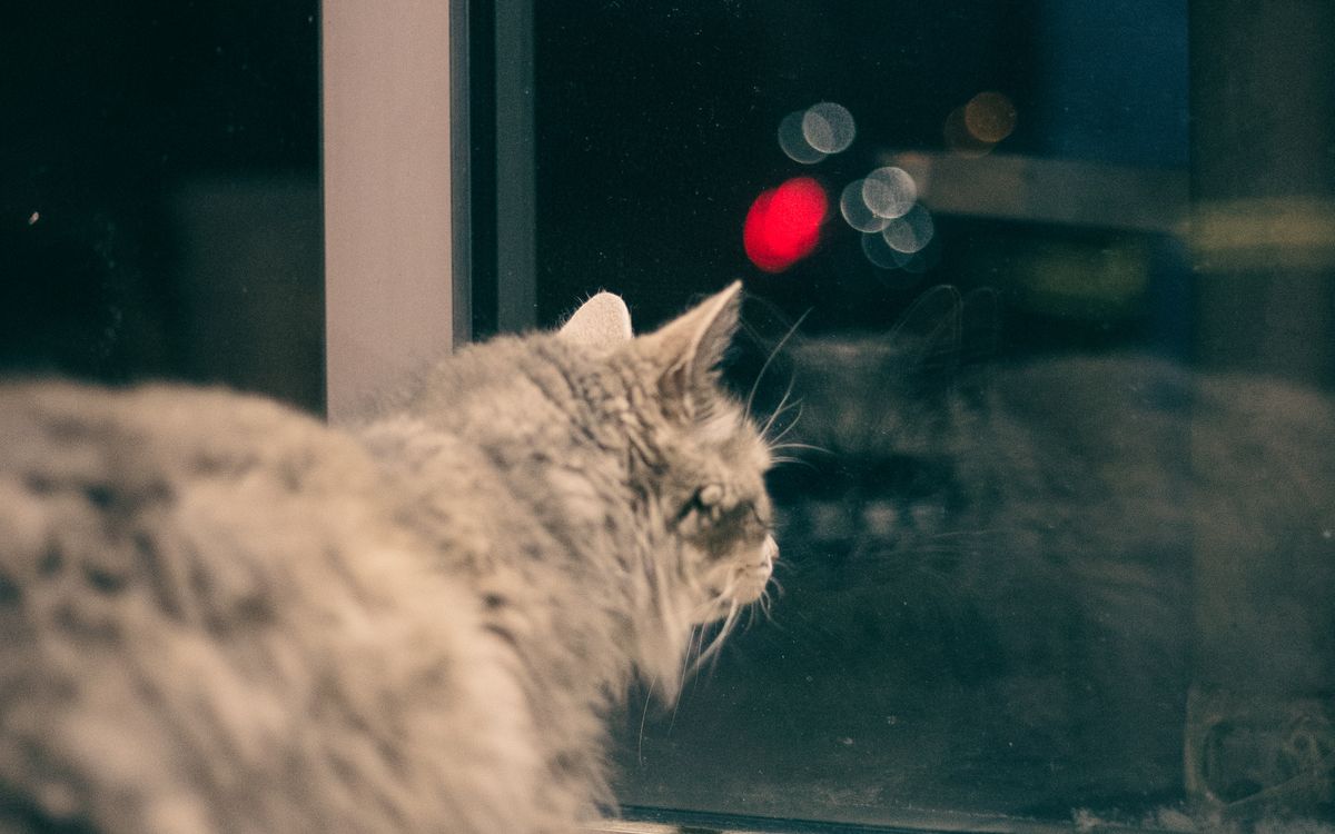 A cat sitting at a window at night