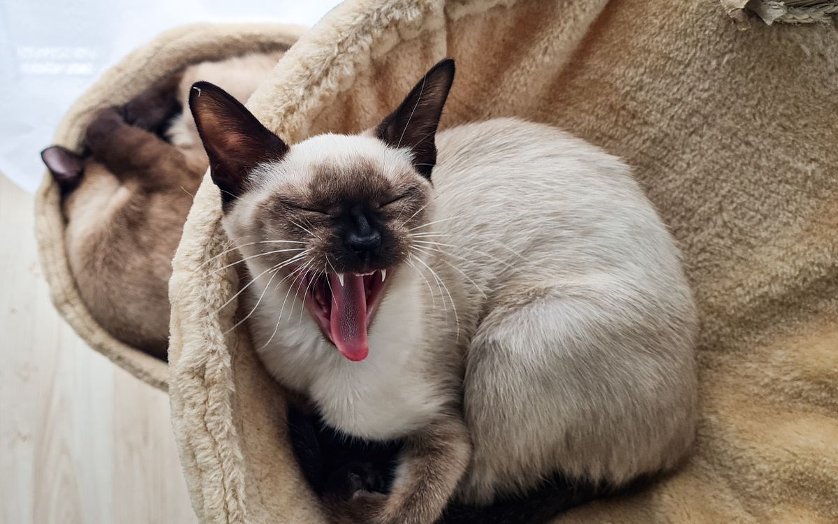 A cat yawning, showing its teeth
