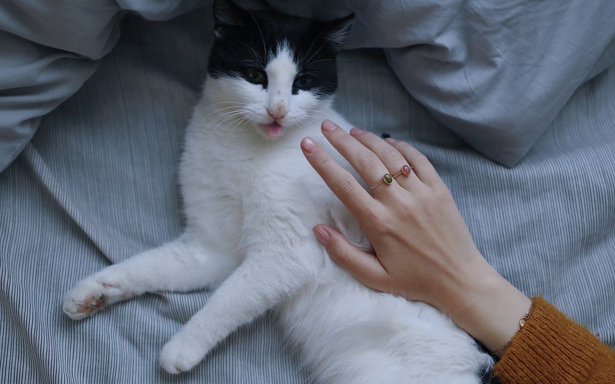 A person's hand gently resting on a calm cat