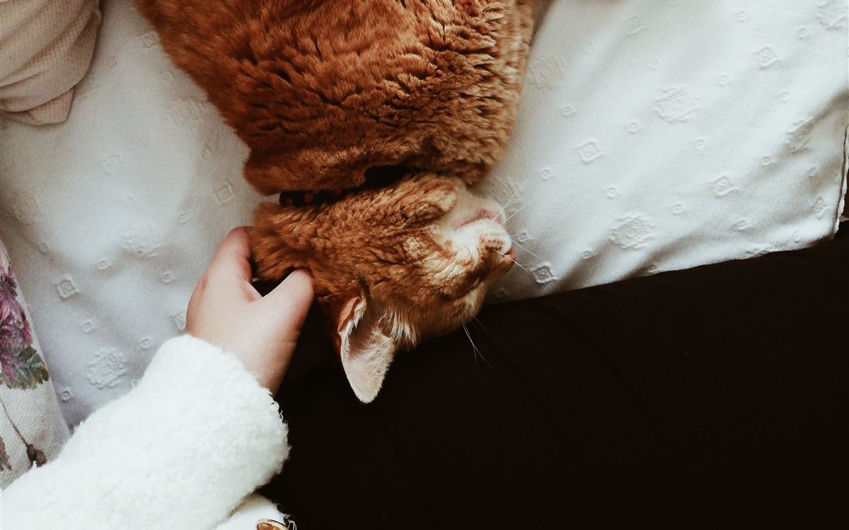 A person's hand resting gently on a cat lying down