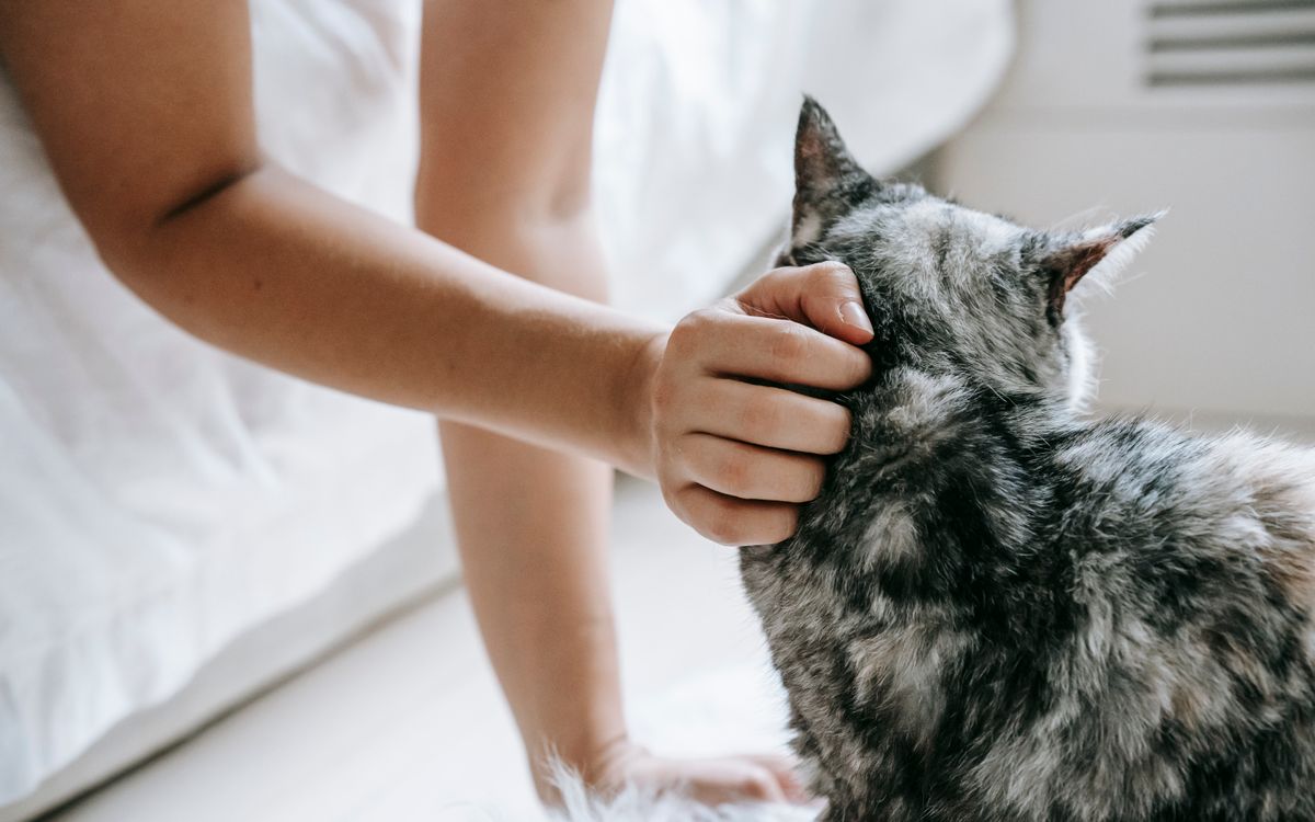 A person's hand gently stroking an older cat