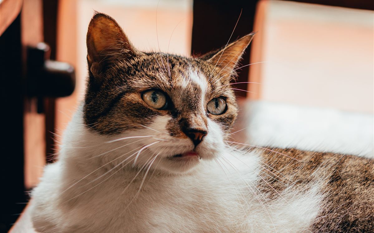 A tabby and white cat settled calmly on a chair indoors