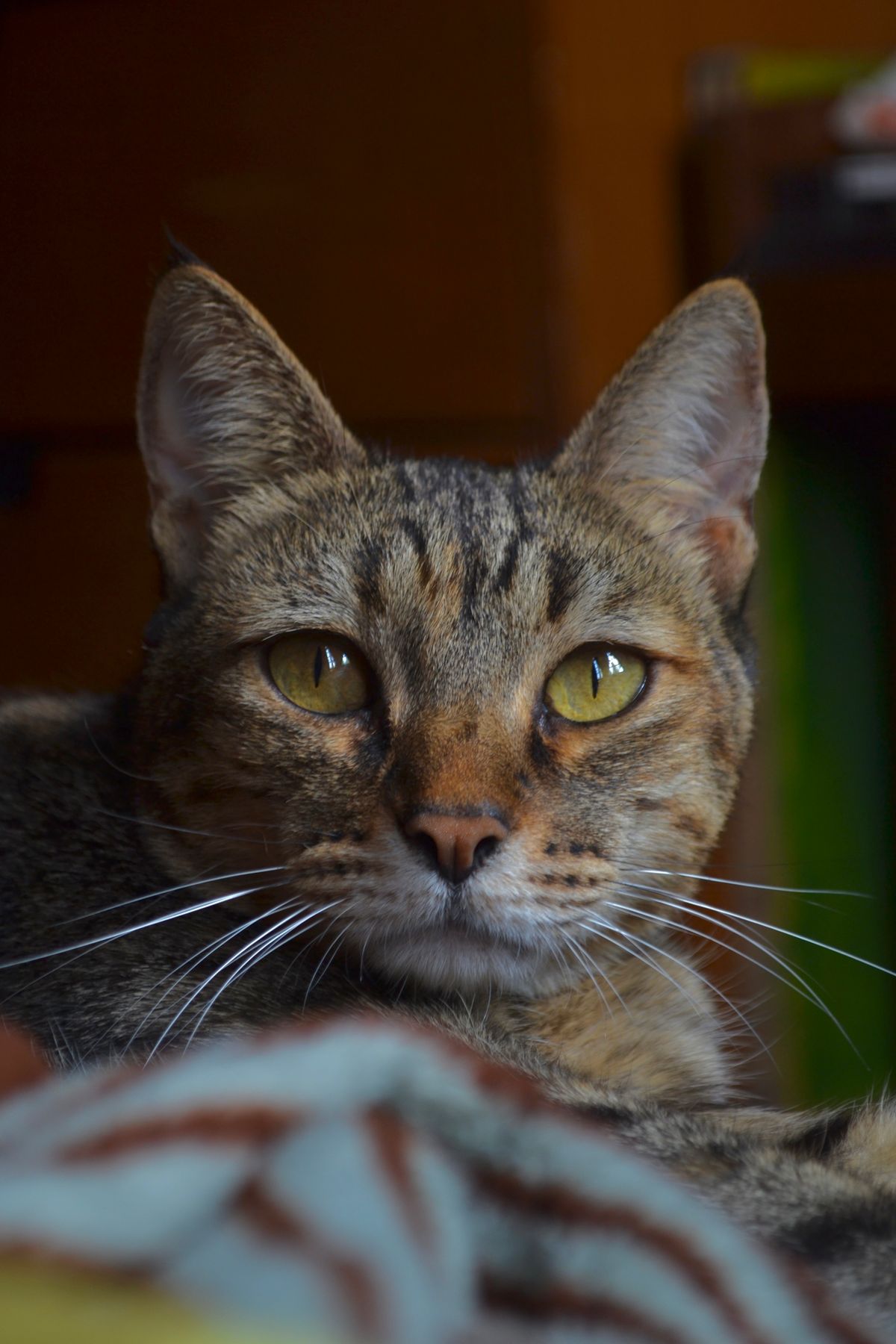 An alert, bright-eyed older tabby cat
