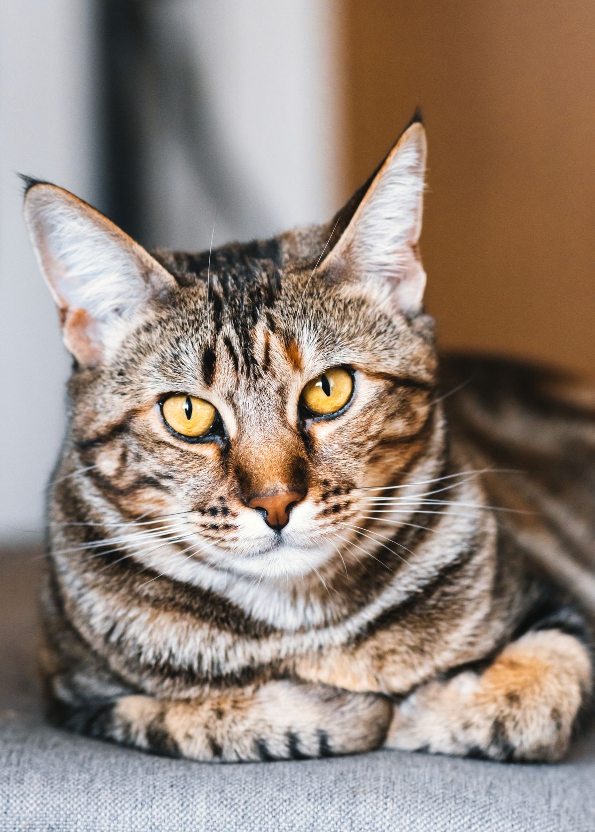 An older tabby cat resting calmly and looking toward the camera